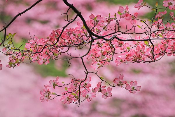 Jones, Adam 아티스트의 Pink flowering dogwood tree branch-Kentucky작품입니다.